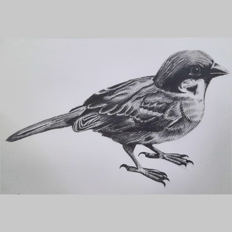 Bird Drawing by M. Sai Vaishnavi